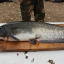 ��������� �� ������� ���� ����������