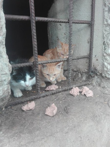#котизм_доброта #москва@catism #МО@catism. Москва и МОРыжикам нужна передержка, без нее на улице не ...