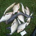 ���� ����, ������, 47 ��� - ��������� 15 �������� 2017 � ������ ���� ����������