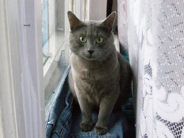#Безкота_добро.Это мой котик Бакс, ласково называю его Баксик, Баксюша, Бакси, Бакс Великолепный. ... - 4