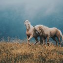  , -, 62  -  22  2017    