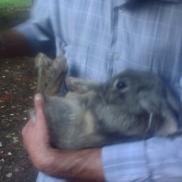 ���� �������, ����-���������, 53 ���� - ��������� 14 ��� 2017