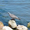  , , 60  -  30  2017   ,,, 2017