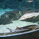  , , 43  -  4  2017     !!!