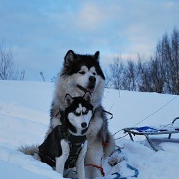 ���, ���, 40 ���