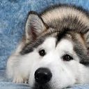 ���� ��������, ������, 50 ��� - ��������� 1 ��� 2017