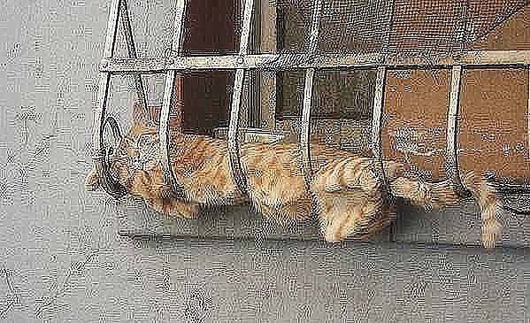 Спящие коты) А как спит ваш кот/кошка? Добавляйте свои фото в комментарии. - 10