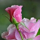 ���� Agnessa, ������ - ��������� 19 ������ 2017 � ������ ������ ��������