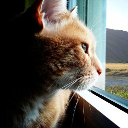 Gh, ������