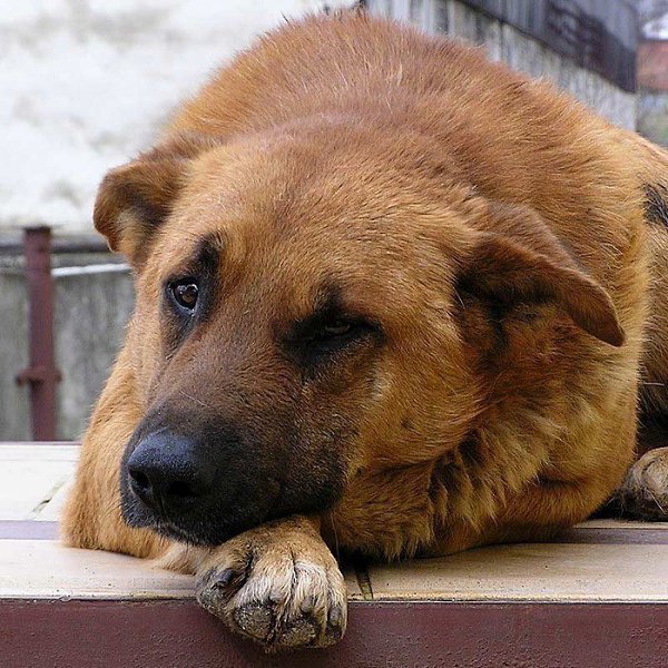Мы не собаки, вроде люди.... Но ведь какой - нибудь Барбос, Без слов, всем сердцем нас полюбит, В ... - 3