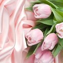 ���� Sofi, ������, 33 ���� - ��������� 26 ������� 2017 � ������ ���� ����������