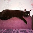 ���� Nickolas, ��������, 44 ���� - ��������� 24 ��� 2017