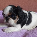 ���� ������ �������� �� ������� ���������