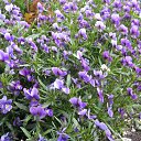 ���� �����, �����, 70 ��� - ��������� 22 ���� 2017 � ������ ������ ��������