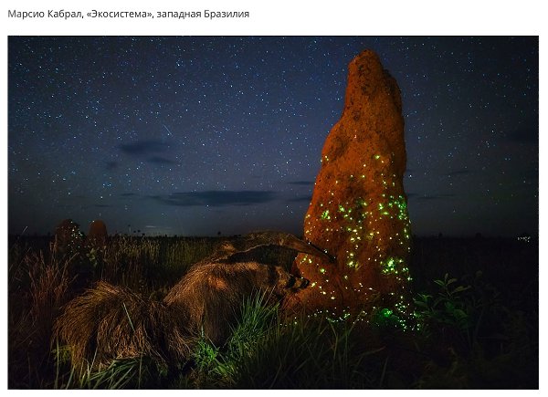 - BigPicture Natural World Photography 2017.  ,  ... - 6