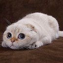 ���� �������������, ����, 45 ��� - ��������� 10 ������ 2017 � ������ ���� ����������