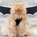 ���� �����, �����-���������, 42 ���� - ��������� 25 ������ 2017 � ������ ���� ����������