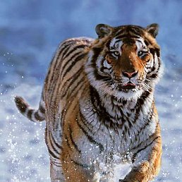 ������, �������, 46 ���