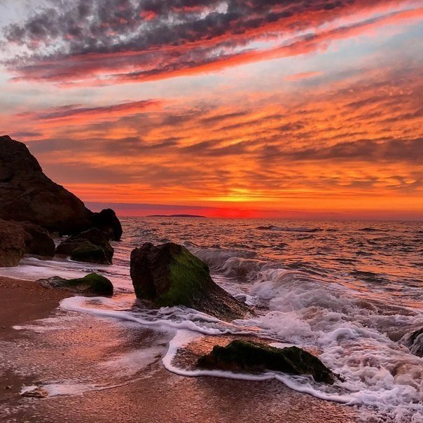     . : wildcrimea