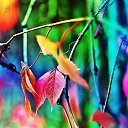 ���� ����, ������������, 55 ��� - ��������� 15 ������� 2017 � ������ ������ ��������