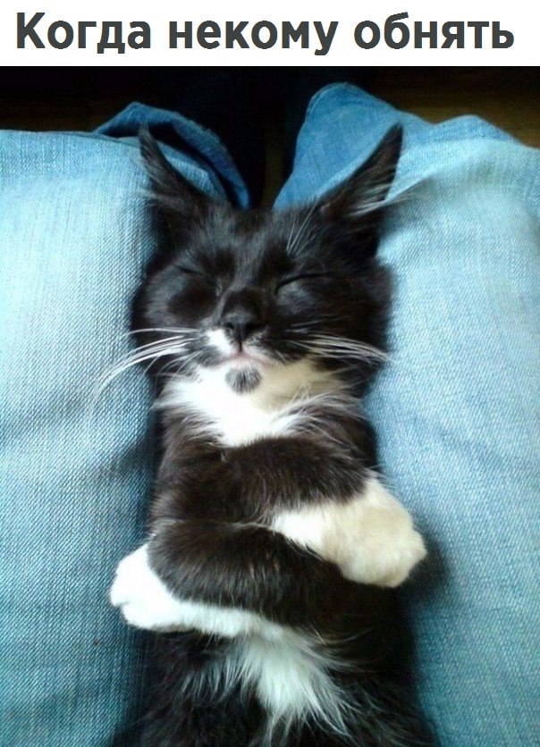 Без кота и жизнь не та - 9 июля 2017 в 11:25