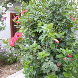 �������, �����, 62 ����