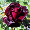 ���� �������, ���� - ��������� 20 ��� 2017 � ������ ������ ��������