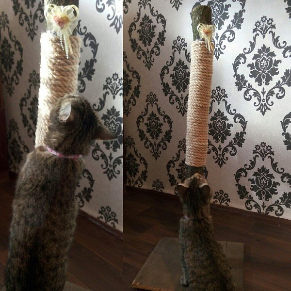 #Безкота_добро.Было лето 2014, мы с мужем решились забрать эту красотку с заправки. Она была ... - 3