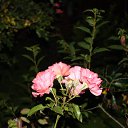  , , 75  -  29  2017   Ҹ   2017