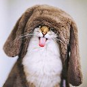 ���� ����, ����, 42 ���� - ��������� 5 ��� 2017 � ������ ���� ����������