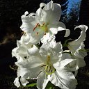  , , 64  -  3  2017   .. 20...  