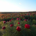 ���� ��������, ������-��-���� - ��������� 23 �������� 2017 � ������ ������ ��������