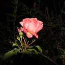  , , 75  -  29  2017   Ҹ   2017