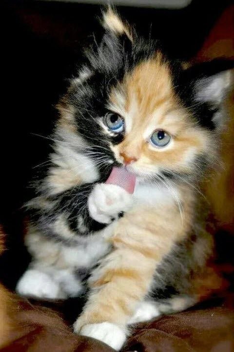 CATS OF ALL - 10  2017  00:41