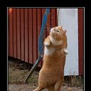 ���� �����, �����-��������� - ��������� 22 ������� 2017 � ������ ������ ��������