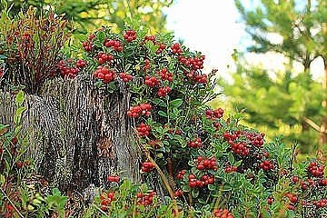 ������ �� ������. ��� ����� ��������... ��� ����� ��������� - 2