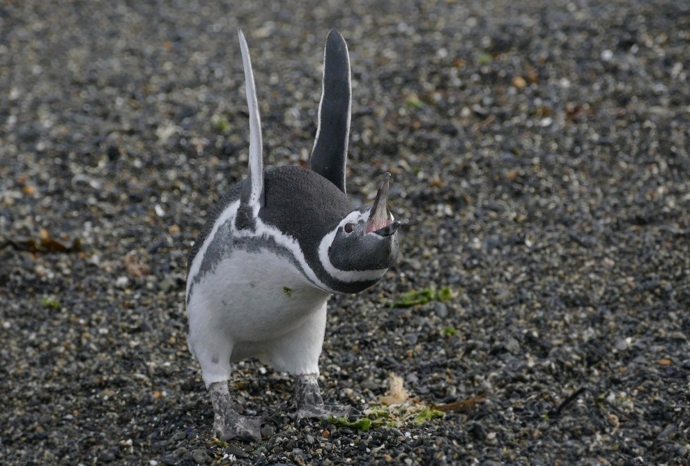   Comedy Wildlife Photography Awards https://fotostrana.ru/away?to=/sl/uHW3 Wildlife Photography Awards  ... - 6