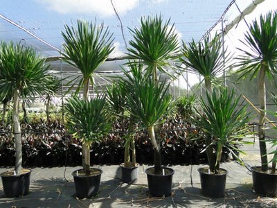 .    (Dracaena arborea).        ...