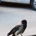  , -, 68  -  16  2017   ...  ,   )))))