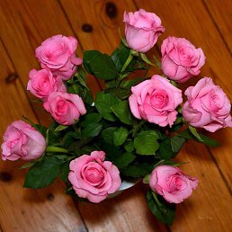 Titi, ������, 62 ����