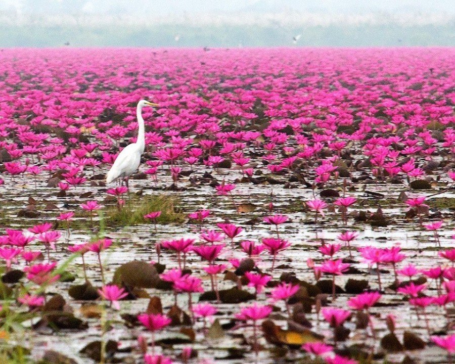 Розовое болото. Озеро Нонг Хан Таиланд. Озеро лотосов Вьетнам. Озеро лотосов Фантьет Вьетнам. Астрахань розовое озеро лотосов.