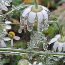  ., -- -  31  2017    .)