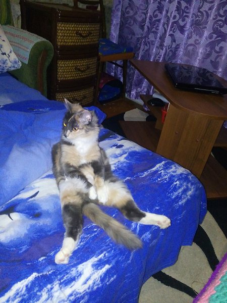 #Безкота_добро.Год назад нашла кошечку. подняла на руки, три лапы висят сломаны с носика течёт ... - 5