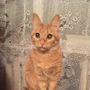 ���� ������***, ���������, 55 ��� - ��������� 27 ������� 2017 � ������ ���� ����������