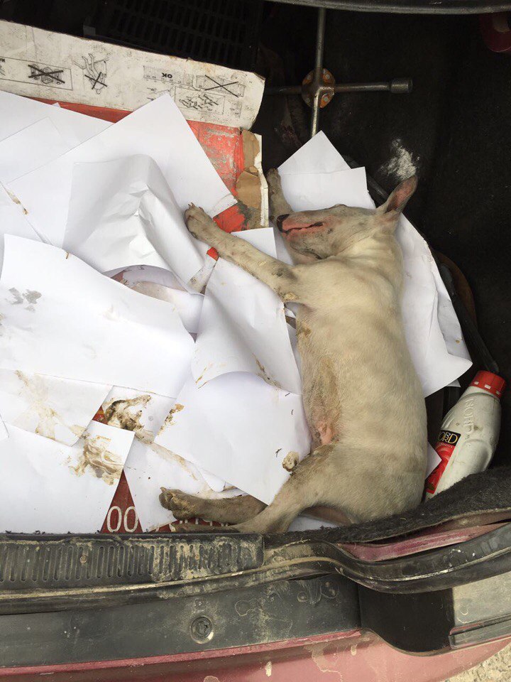 Всем привет! Помните щенка из этого поста? https://fotostrana.ru/away?to=/sl/H0V1 Мы его забрали ...