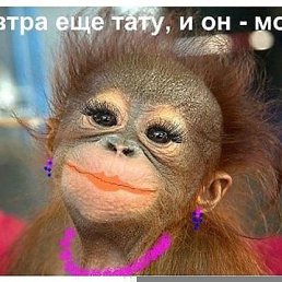 �����, ������, 54 ����