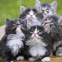 ���� ��������, ��������� - ��������� 29 ������ 2017 � ������ �������...�