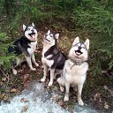 ���� �������� ��������, ������, 56 ��� - ��������� 8 ������ 2017 � ������ ���� ����������