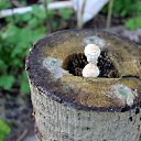 ���� Vassa, ���� - ��������� 8 ������� 2017 � ������ ������ ��������