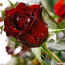 ���� ����, ���������, 50 ��� - ��������� 30 ������� 2017 � ������ ���� ����������